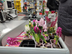 В сетевике Камышина гиацинты в луковицах, завезенные из расчета 8 Марта, распустились досрочно