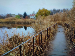 Камышовые джунгли у известного мостика на 3-м городке в Камышине опять грозят пожаром, - камышанка