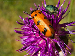 Сегодня, 30 июля, в Камышине нестерпимая жара, но прохладный дождевой фронт совсем близко