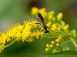 Кажется, нестерпимая камышинская жара отступает