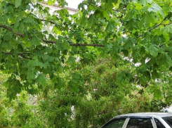 Почему пользователи не пожалели владельца автомашины, на которую упало дерево в Камышине