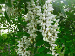 Камышин на выходные накрывает грозовой фронт