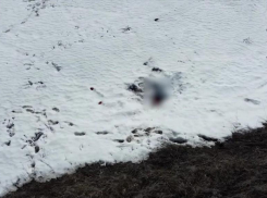 СК опубликовал видео обнаружения тела погибшей школьницы Айлиты Ли, которую сегодня, 31 марта, похоронят в Камышине (ВИДЕО)