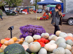 Камышане ищут, где заготовки на зиму можно сделать подешевле