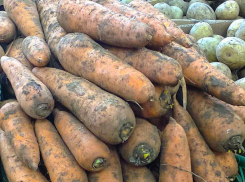 Андрей Бочаров объяснил, почему в Волгоградской области надо наращивать объемы сушеной морковки и лука