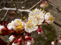 Камышин погружается в теплое облако абрикосового цвета