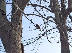 Среда в Камышине прогнозируется моментами солнечной, а четверг дождливым