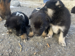 «Мы уезжаем на СВО, а душа за малышей болит», - в камышинском полку трогательно пристраивают щенков перед походом