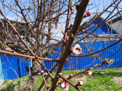 В Камышине раскрыли бутоны самые «нетерпеливые» абрикосовые деревья