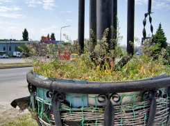 Это цветочный вазон или помойная корзина? - камышанка