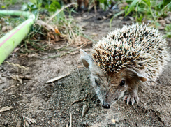 В Камышине к жителям многоэтажек, поливающим цветы, вышел освежиться обалдевший от жары ежик