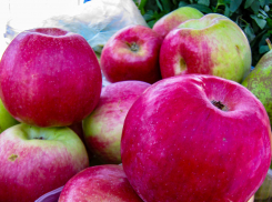 В Яблочный Спас в Камышине подорожали яблоки