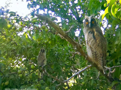 Жителю Камышинского района, заявившему, что его якобы побил муж депутата из-за дачного конфликта, рекомендовано обратиться в суд