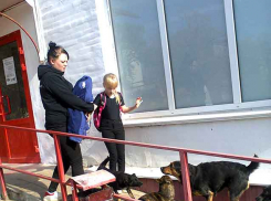 Очаг опасного заболевания ликвидируют в Камышине: уничтожат всех больных животных, в том числе собак и кошек, - «Блокнот Волгограда»