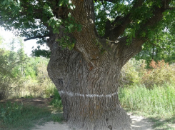 Трехвековой дуб-целитель по соседству с Камышинским районом хочет получить звание «дерева года»
