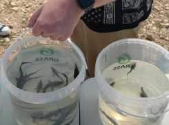 Мальков стерляди отправили жить в Волгу в Волгоградской области