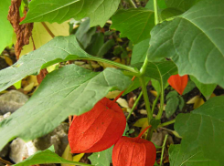 До 26 градусов тепла прогреется воздух в Камышине в последний день сентября на фоне шквалистого юго-восточного ветра