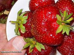 Большие и маленькие рынки Камышина завалены клубникой, ягоду можно купить по 100 рублей за килограмм