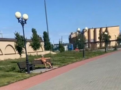 Для «голых» поз есть пляж, а центральная набережная - это общественное место! - камышанка