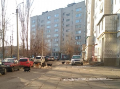 Чиновники советуют камышанам обходить стаи бродячих собак, как это сделать - не знает никто