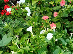 Солнце, южный ветер и жара: погода в Камышине 20 августа