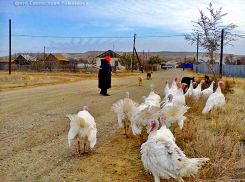 В Камышинском районе объявили о выборах главы