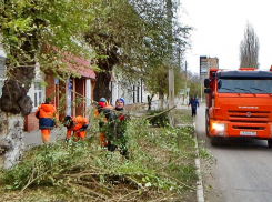 В Камышине «оранжевые жилеты» взялись делать стрижку вязам