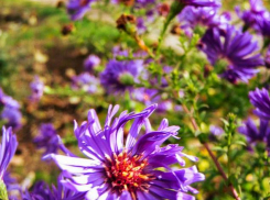 Теплый и солнечный день обещают синоптики камышанам сегодня, 9 ноября