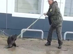 В городе Петров Вал Камышинского района в луже у магазина обнаружили... бобра (ВИДЕО)