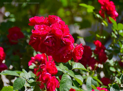 В Камышине на два дня отступит жара, но поднимется сильный ветер