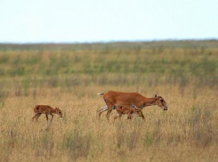 В Волгоградской области решили «протянуть руку помощи» реликтовой «золотой» антилопе - сайгаку