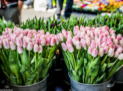 В Камышине перед 8 Марта открылись цветочные рынки