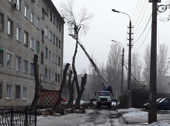 Службы благоустройства воспользовались теплой погодой и начали обрезку деревьев в Камышине