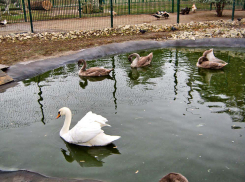 В Камышине администрация парка Комсомольцев-добровольцев доложила горожанам, что лебединое потомство этого года чувствует себя хорошо