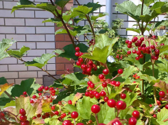 Синоптики допустили небольшой дождь в Камышине на фоне 34-градусной жары