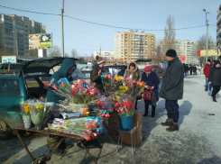 В Камышине продолжается «тюльпанно-мимозное» столпотворение