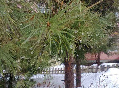 В Камышине опять потеплеет до нуля