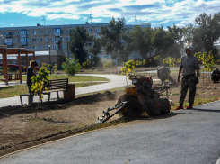 В Камышине в парке Текстильщиков взялись прокладывать пластиковые трубы для капельного полива