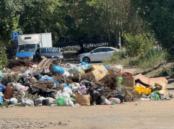 В Камышине крысы обживают жуткую свалку на улице Лазарева, в 200-х метрах от администрации города