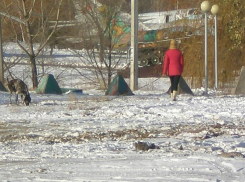 Что за бескультурье водить выгуливать собак к Парку Победы, - камышане