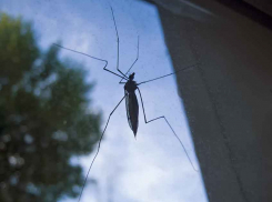 18 жителей Волгоградской области заразили опасной лихорадкой комары