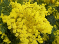 В Камышине самым ходовым букетом оказалась ветка мимозы