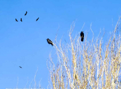 В Камышине наступает среда с температурой +10 и кратковременным утренним дождем