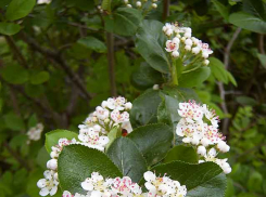 Камышин вновь накрывает моросящий дождь