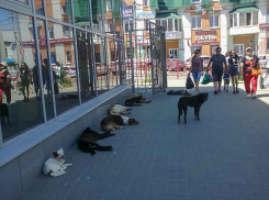 Как можно допускать, чтобы люди входили на центральный рынок Камышина сквозь «строй» бродячих псов? - камышанка