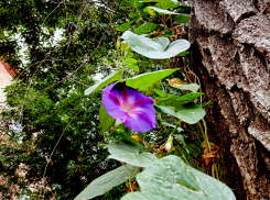 Мелкий дождь почти на весь день спрогнозировали синоптики в Камышине 12 сентября