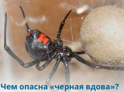 Страх смерти: в областной клинике токсикологи спасают жителей Волгоградской области, пострадавших от укусов каракуртов