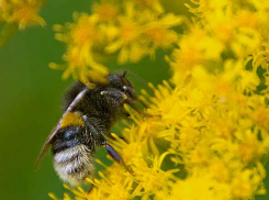 В пятницу в Камышине пройдет небольшой дождь