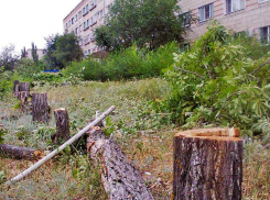 Камышан ужасает «лесоповал» под реконструкцию улицы Терешковой
