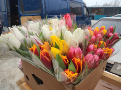 В Камышине после полудня 8 Марта продавцы тюльпанов сбросили цены